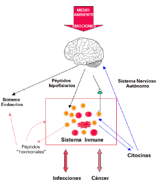 Psiconeuroinmunologia,  la ciencia que explica como tus emociones te enferman o te&nbsp;curan!